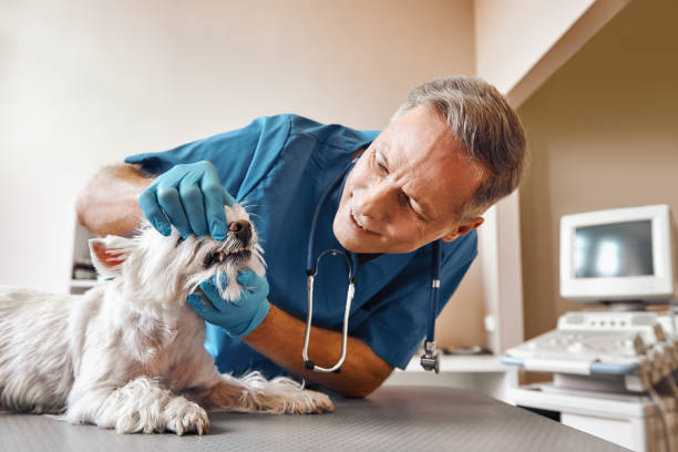 Best After-Hours Dental Care in Culver, IN